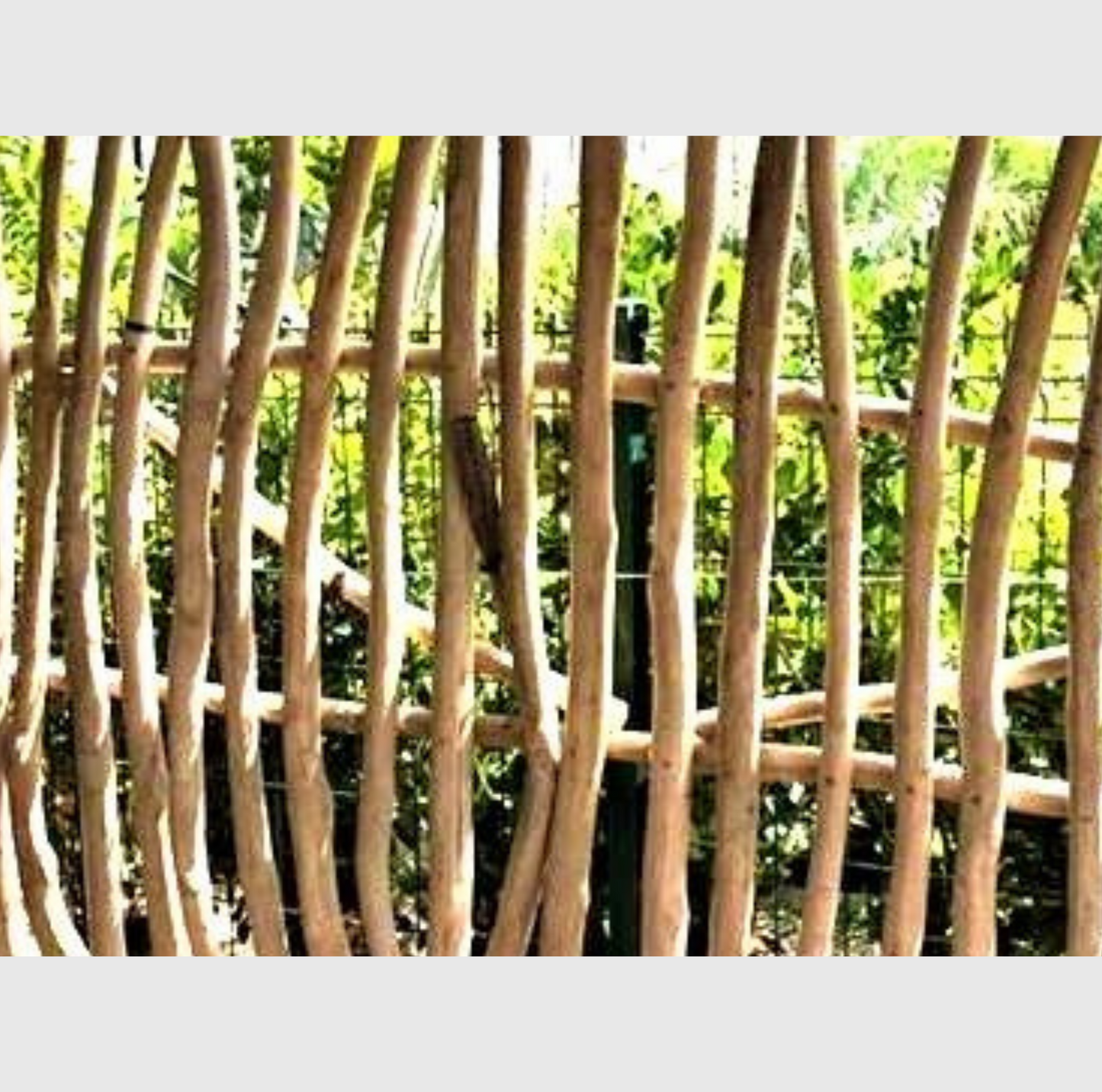 Palissade de branches de teck Hauteur 200 cm Largeur 100 cm