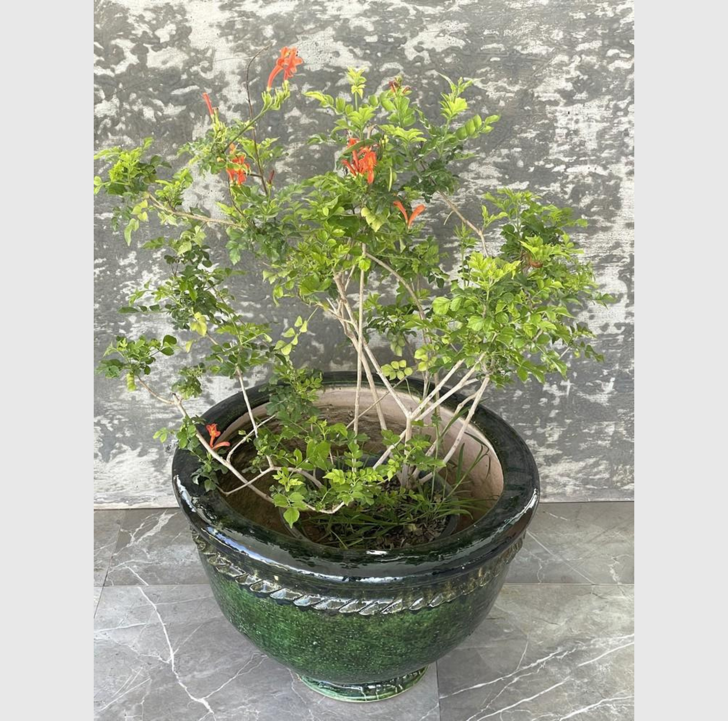 Pot en terre cuite émaillée verte, grand format 58 cm x 40 cm, finition brillante et résistante aux intempéries, parfait pour plantes et arbustes.