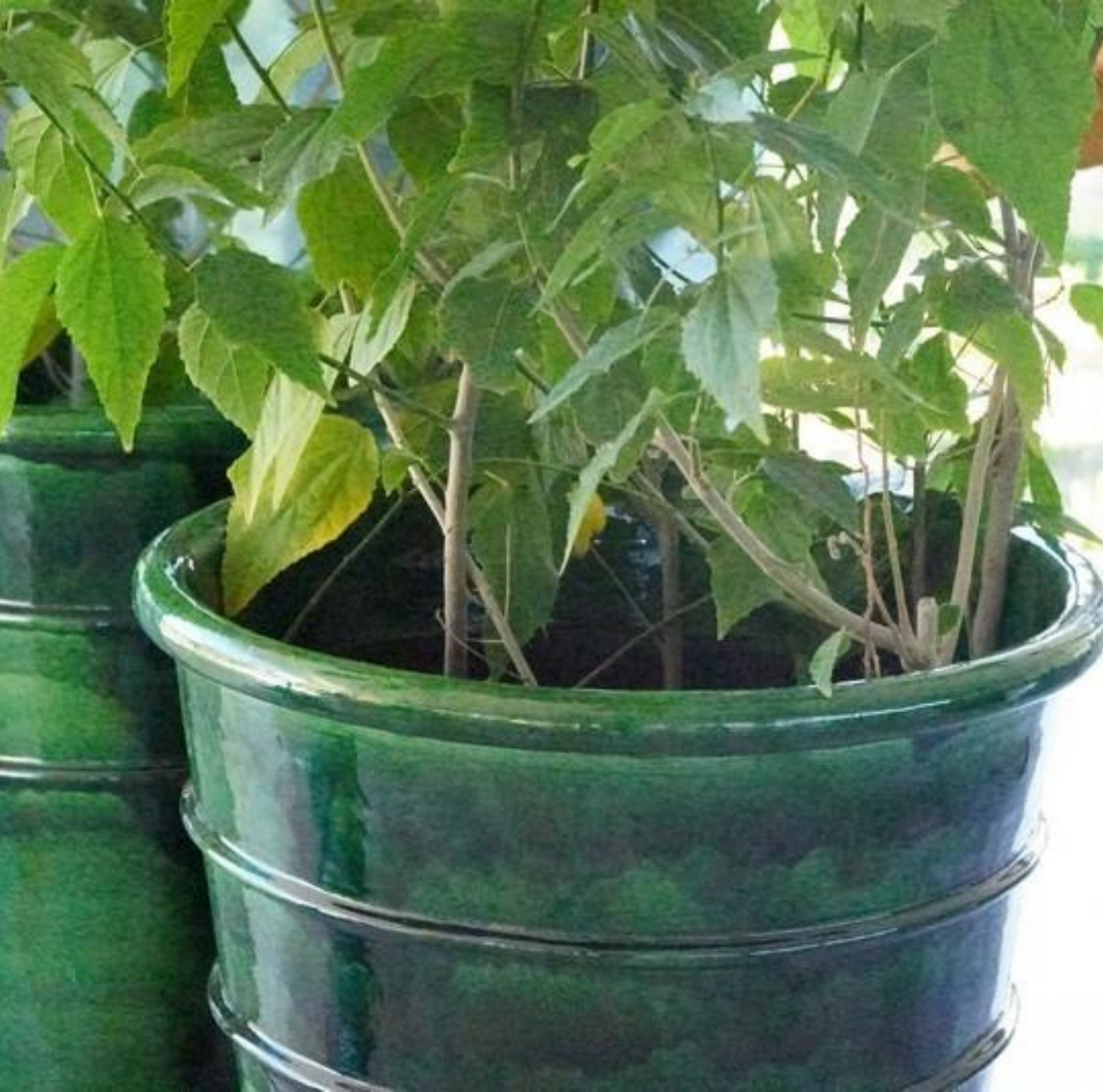 Pots en terre cuite émaillée verte de 3 tailles différentes, idéals pour l'intérieur et extérieur, offrant une finition brillante et moderne.