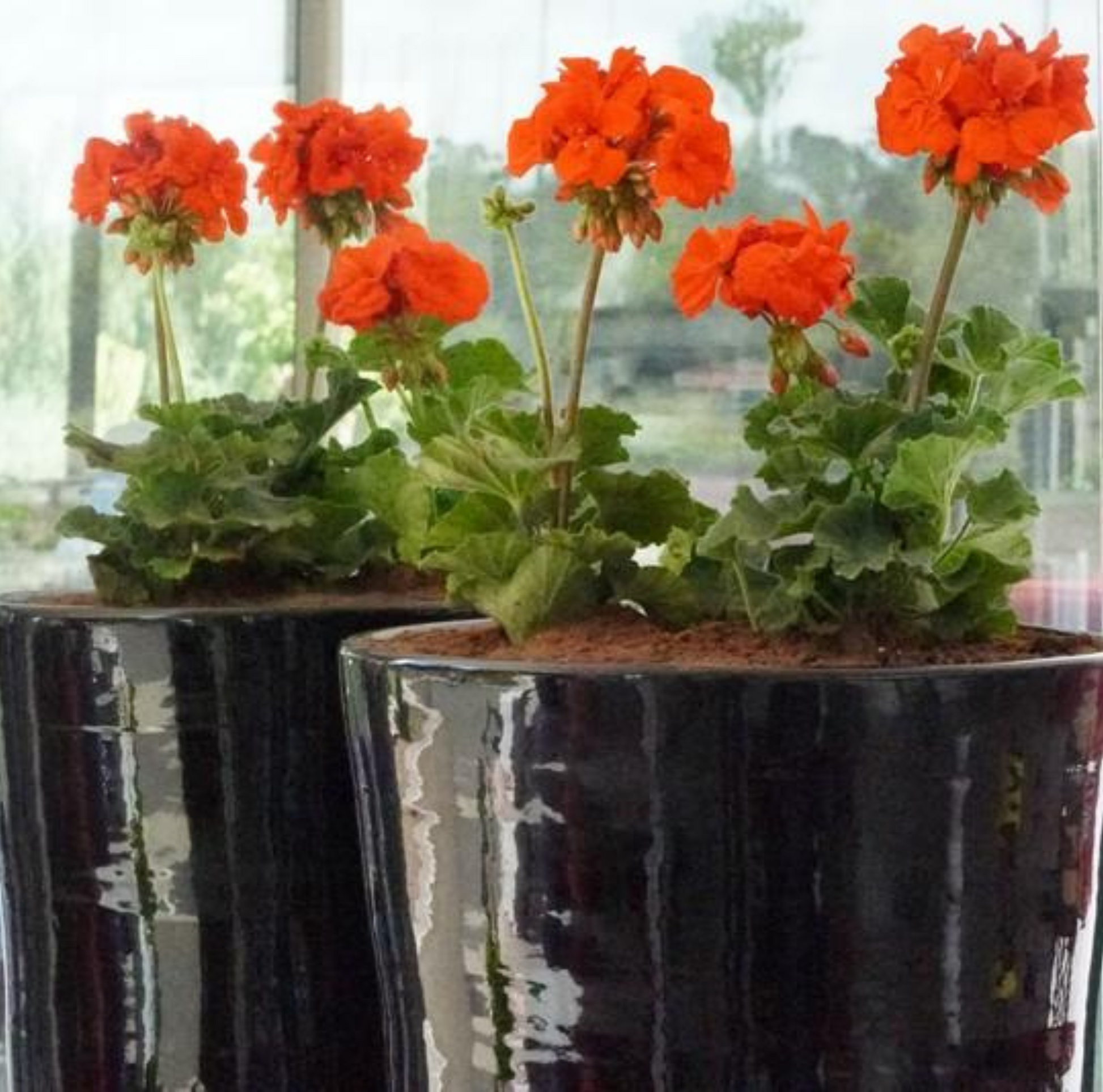 Pots en terre cuite émaillée noire, avec finition brillante, idéals pour une décoration moderne et élégante, adaptés à l'intérieur et à l'extérieur.