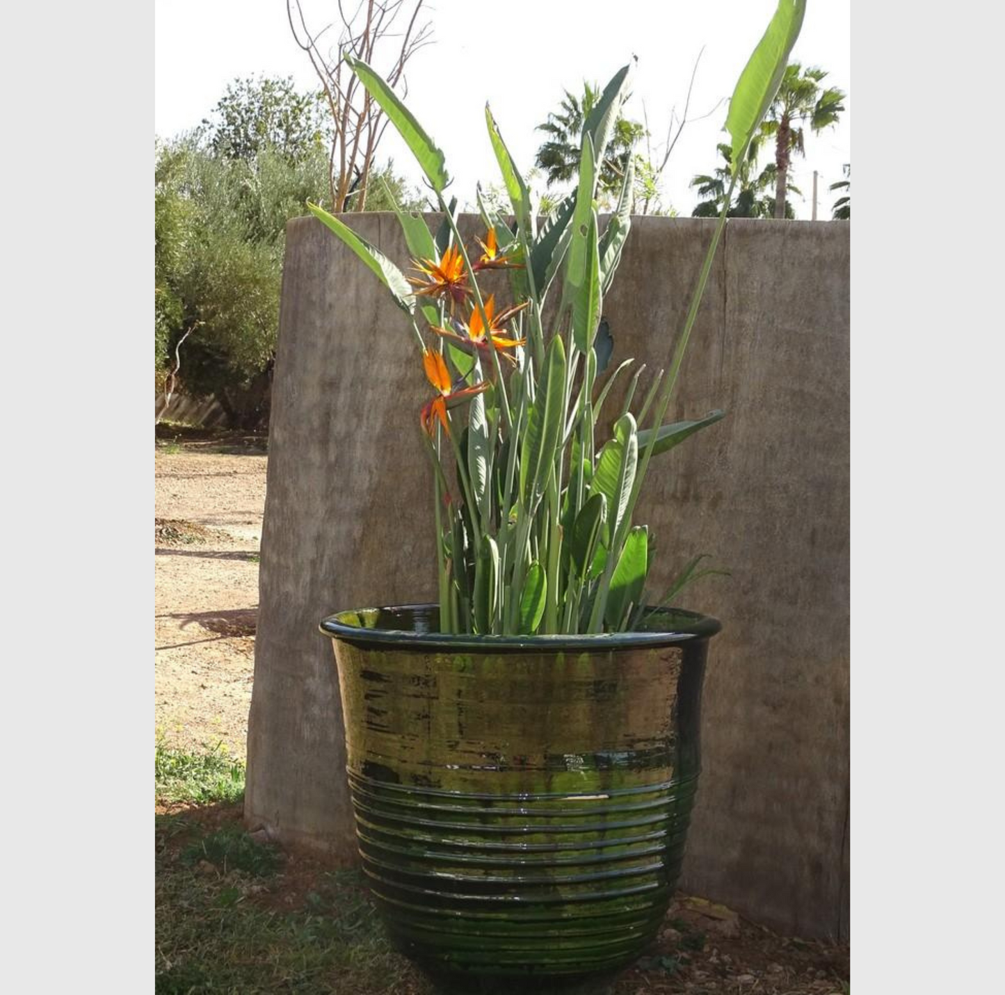 Pot en terre cuite vert