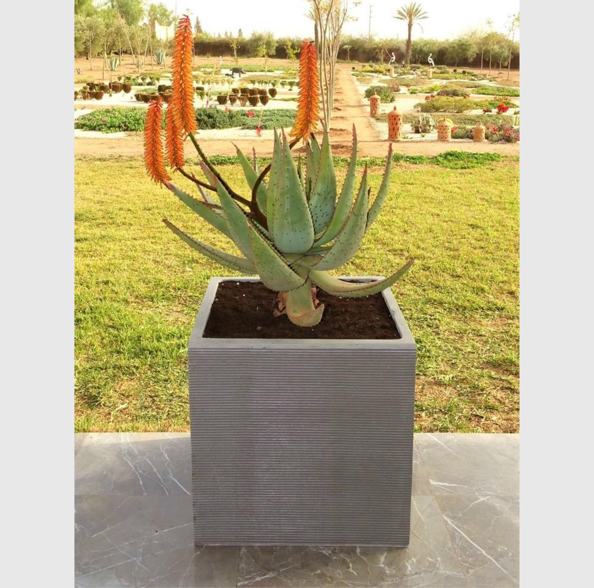 pot cubique gris mat polystone pour plantes arbustes et compositions vegetales