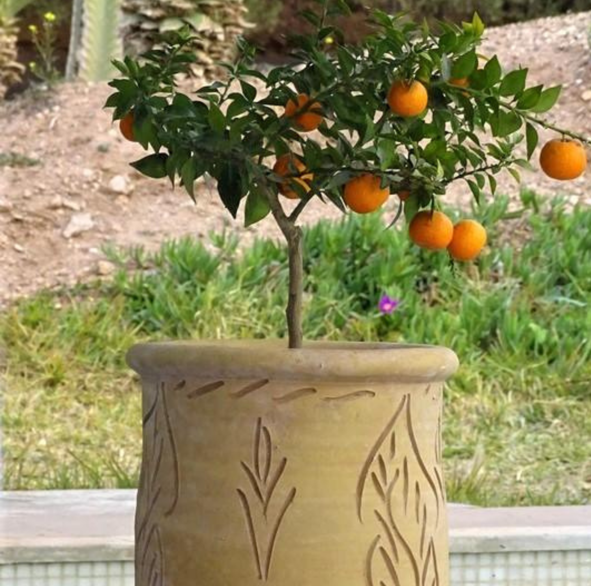 Vase en terre cuite en argile naturelle fabriqué artisanalement adapté aux plantes fleuries arbustes et décoration extérieure ou intérieure